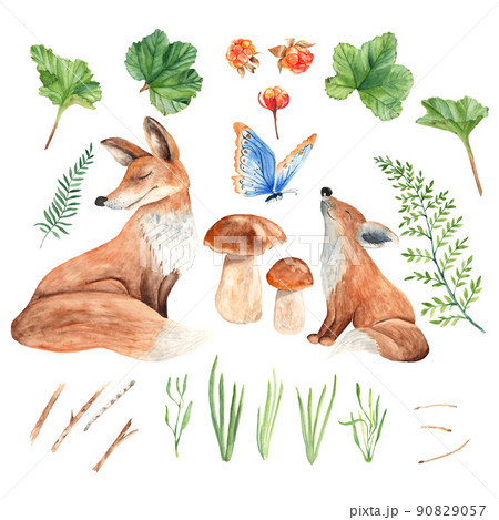 Mom and baby fox, mushrooms, golden berries, butterfly and green plants isolated on white background. Watercolor illustration. Mom and baby fox, mushrooms, golden berries, butterfly and green plants isolated on white background. Watercolor illustration. 90829057