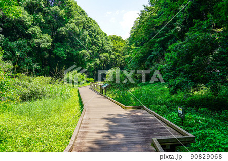 新緑に包まれた湿原のボードウォーク（神奈川県川崎市） 90829068