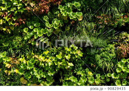 壁面緑化の植物 90829435