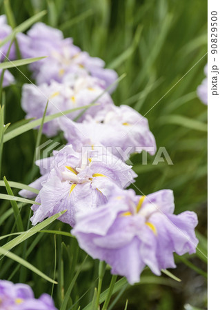 多賀城跡あやめ園 咲きそろった花菖蒲 宮城県多賀城市 多賀城跡あやめ園 咲きそろった花菖蒲 宮城県多賀城市 90829500