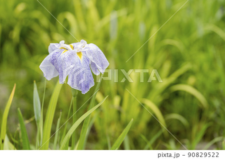 多賀城跡あやめ園　咲きそろった花菖蒲　宮城県多賀城市 90829522