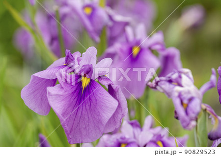多賀城跡あやめ園　咲きそろった花菖蒲　宮城県多賀城市 90829523