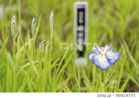 多賀城跡あやめ園 咲きそろった花菖蒲 宮城県多賀城市 多賀城跡あやめ園 咲きそろった花菖蒲 宮城県多賀城市 90829555
