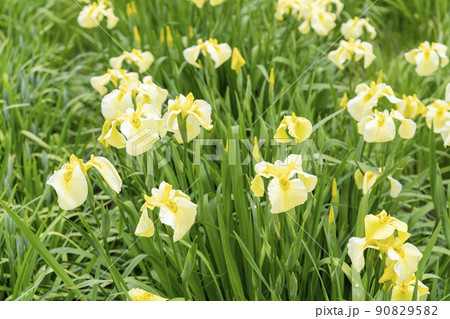 多賀城跡あやめ園 咲きそろった花菖蒲 宮城県多賀城市 多賀城跡あやめ園 咲きそろった花菖蒲 宮城県多賀城市 90829582