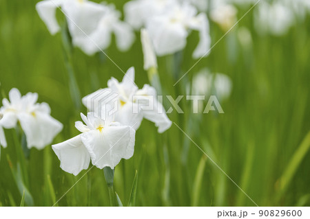 多賀城跡あやめ園　咲きそろった花菖蒲　宮城県多賀城市 90829600