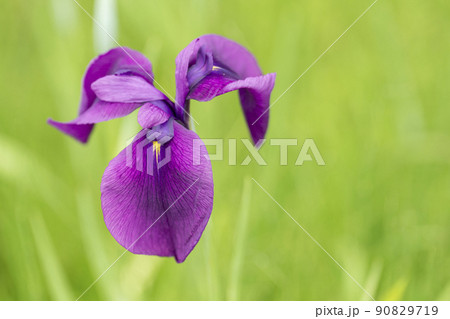 多賀城跡あやめ園　咲きそろった花菖蒲　宮城県多賀城市 90829719