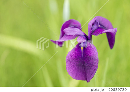 多賀城跡あやめ園　咲きそろった花菖蒲　宮城県多賀城市 90829720