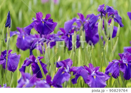 多賀城跡あやめ園 咲きそろった花菖蒲 宮城県多賀城市 多賀城跡あやめ園 咲きそろった花菖蒲 宮城県多賀城市 90829764