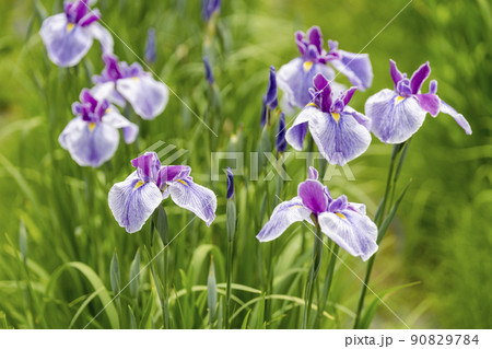 多賀城跡あやめ園 咲きそろった花菖蒲 宮城県多賀城市 多賀城跡あやめ園 咲きそろった花菖蒲 宮城県多賀城市 90829784