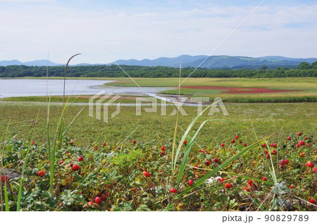 北海道紋別市 コムケ湖 ハマナスとサンゴソウ 北海道紋別市 コムケ湖 ハマナスとサンゴソウ 90829789