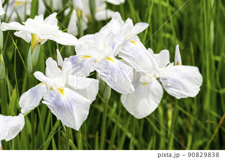 多賀城跡あやめ園 咲きそろった花菖蒲 宮城県多賀城市 多賀城跡あやめ園 咲きそろった花菖蒲 宮城県多賀城市 90829838