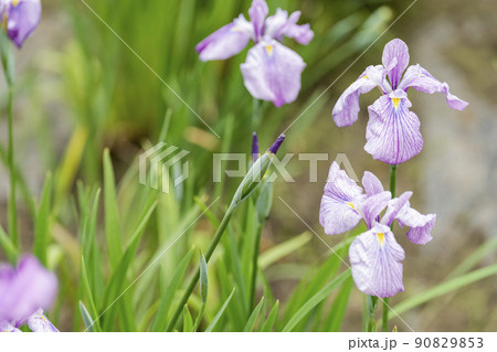 多賀城跡あやめ園　咲きそろった花菖蒲　宮城県多賀城市 90829853