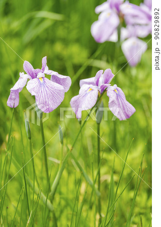 多賀城跡あやめ園　咲きそろった花菖蒲　宮城県多賀城市 90829892