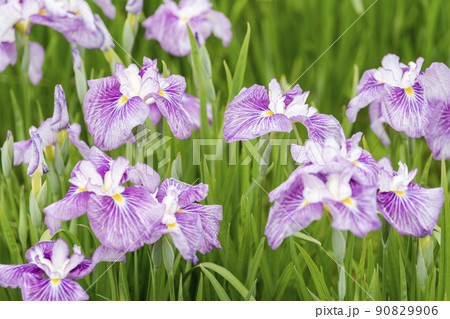 多賀城跡あやめ園　咲きそろった花菖蒲　宮城県多賀城市 90829906