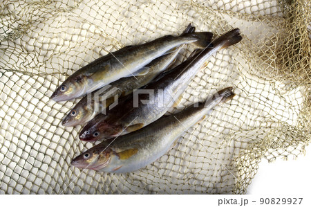 Saffron cod on net 90829927