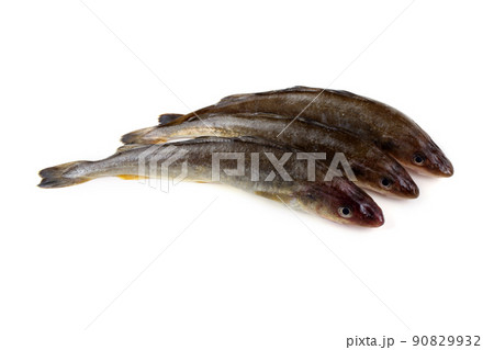 Saffron cod Saffron cod 90829932