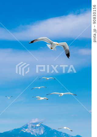 Many seagulls flying together after one leader 90830156