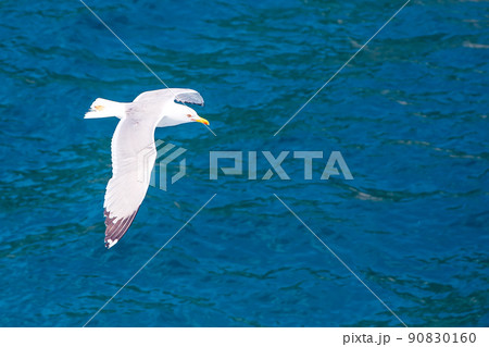 Fish seagull flying, freedom concept Fish seagull flying, freedom concept 90830160