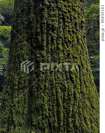 緑の苔がついた杉の幹 緑の苔がついた杉の幹 90830161