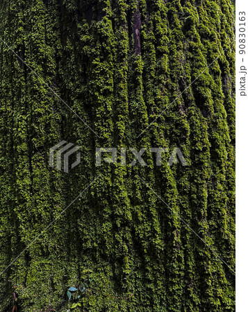 緑の苔がついた杉の幹 緑の苔がついた杉の幹 90830163