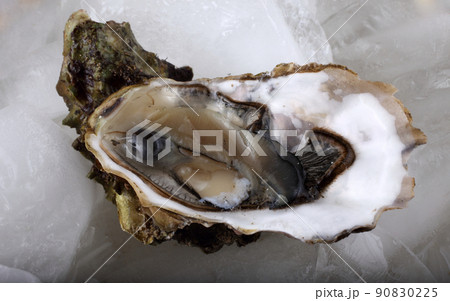 Oyster on ice Oyster on ice 90830225