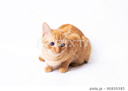 Red kitten on a gray background portrait closeup Red kitten on a gray background portrait closeup 90830385