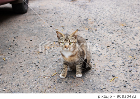 Stray gray cat by the car wheel 90830432