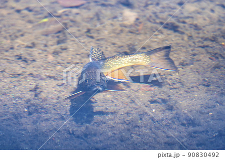 初夏のドッコ沼　沼を泳ぐイワナ　山形県山形市　　 90830492