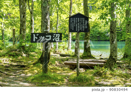 初夏のドッコ沼　新緑の風景　山形県山形市　　 90830494