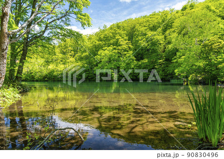 初夏のドッコ沼　新緑の風景　山形県山形市　　 90830496