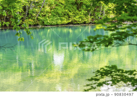 初夏のドッコ沼　新緑の風景　山形県山形市　　 90830497