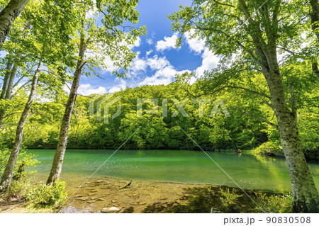 初夏のドッコ沼　新緑の風景　山形県山形市　　 90830508