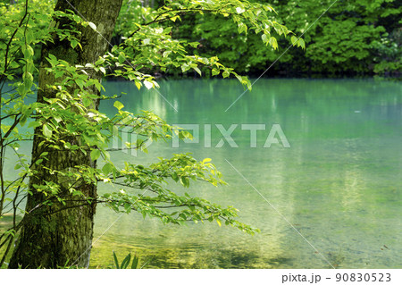 初夏のドッコ沼　新緑の風景　山形県山形市　　 90830523