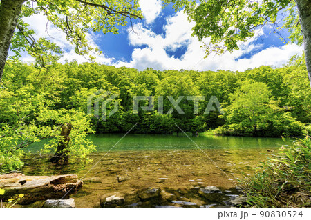 初夏のドッコ沼 新緑の風景 山形県山形市   初夏のドッコ沼 新緑の風景 山形県山形市   90830524