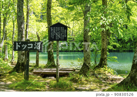 初夏のドッコ沼 新緑の風景 山形県山形市 初夏のドッコ沼 新緑の風景 山形県山形市 90830526