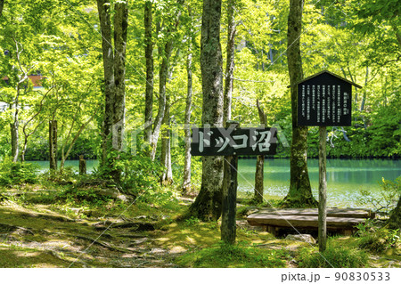 初夏のドッコ沼 新緑の風景 山形県山形市 初夏のドッコ沼 新緑の風景 山形県山形市 90830533