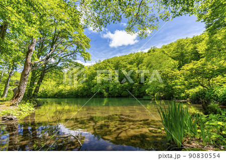 初夏のドッコ沼　新緑の風景　山形県山形市　　 90830554