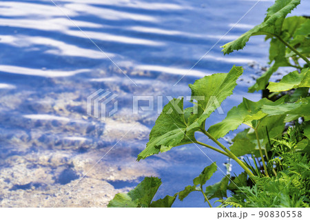 初夏のドッコ沼 新緑の風景 山形県山形市   初夏のドッコ沼 新緑の風景 山形県山形市   90830558