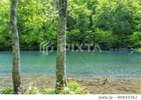 初夏のドッコ沼　新緑の風景　山形県山形市　　 90830562