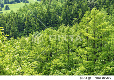 山形蔵王の山並み　俯瞰　山形県山形市 90830565