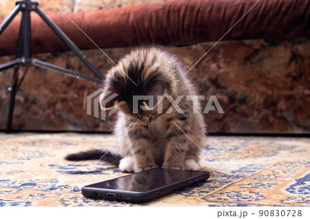 Kitten looks at mobile phone close up 90830728
