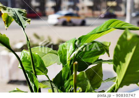 Green leaves of house plant on windowsill Green leaves of house plant on windowsill 90830747