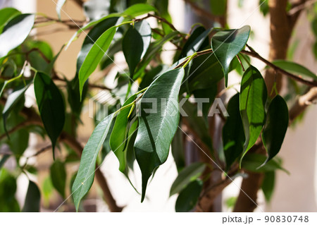 Green leaves of house plant on windowsill Green leaves of house plant on windowsill 90830748