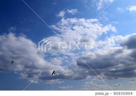 Cirrus clouds and sea gulls 90830904