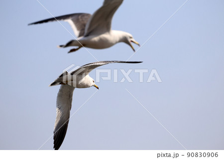 Two flying sea gulls 90830906