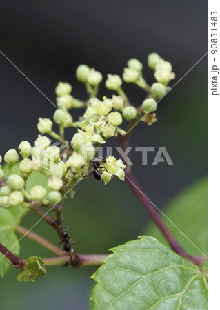ノブドウの花にたかるアリ 90831483