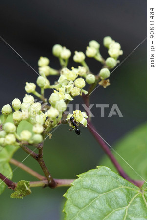 ノブドウの花にたかるアリ 90831484