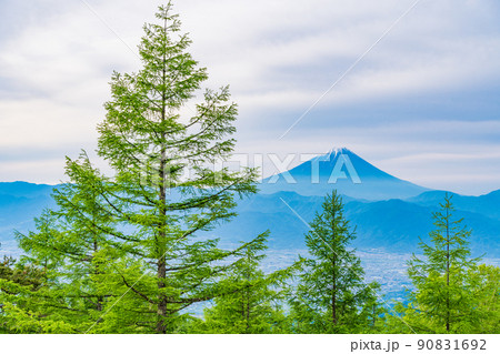 【山梨県】甘利山　新緑のカラマツと富士山 90831692