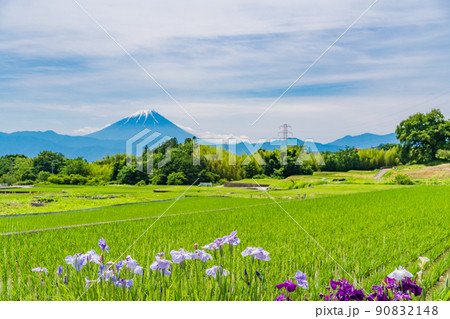 【山梨県】田んぼの畦道に咲く花しょうぶと富士山 【山梨県】田んぼの畦道に咲く花しょうぶと富士山 90832148