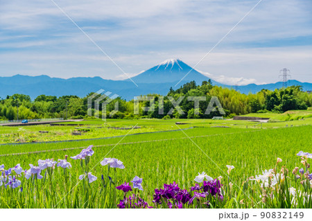 【山梨県】田んぼの畦道に咲く花しょうぶと富士山 【山梨県】田んぼの畦道に咲く花しょうぶと富士山 90832149